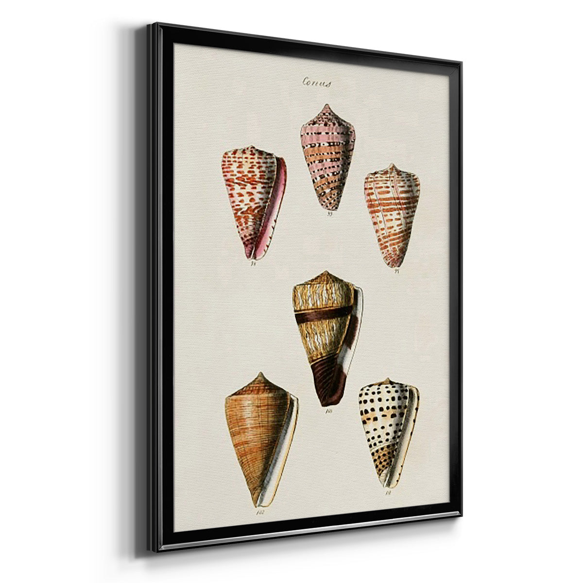 Cone Shell Collection IV - Modern Framed Canvas Print