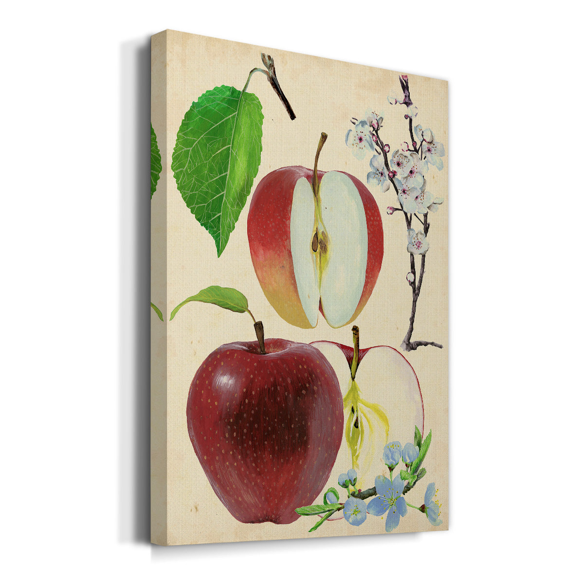 Apple & Blossom Study II Premium Gallery Wrapped Canvas - Ready to Hang