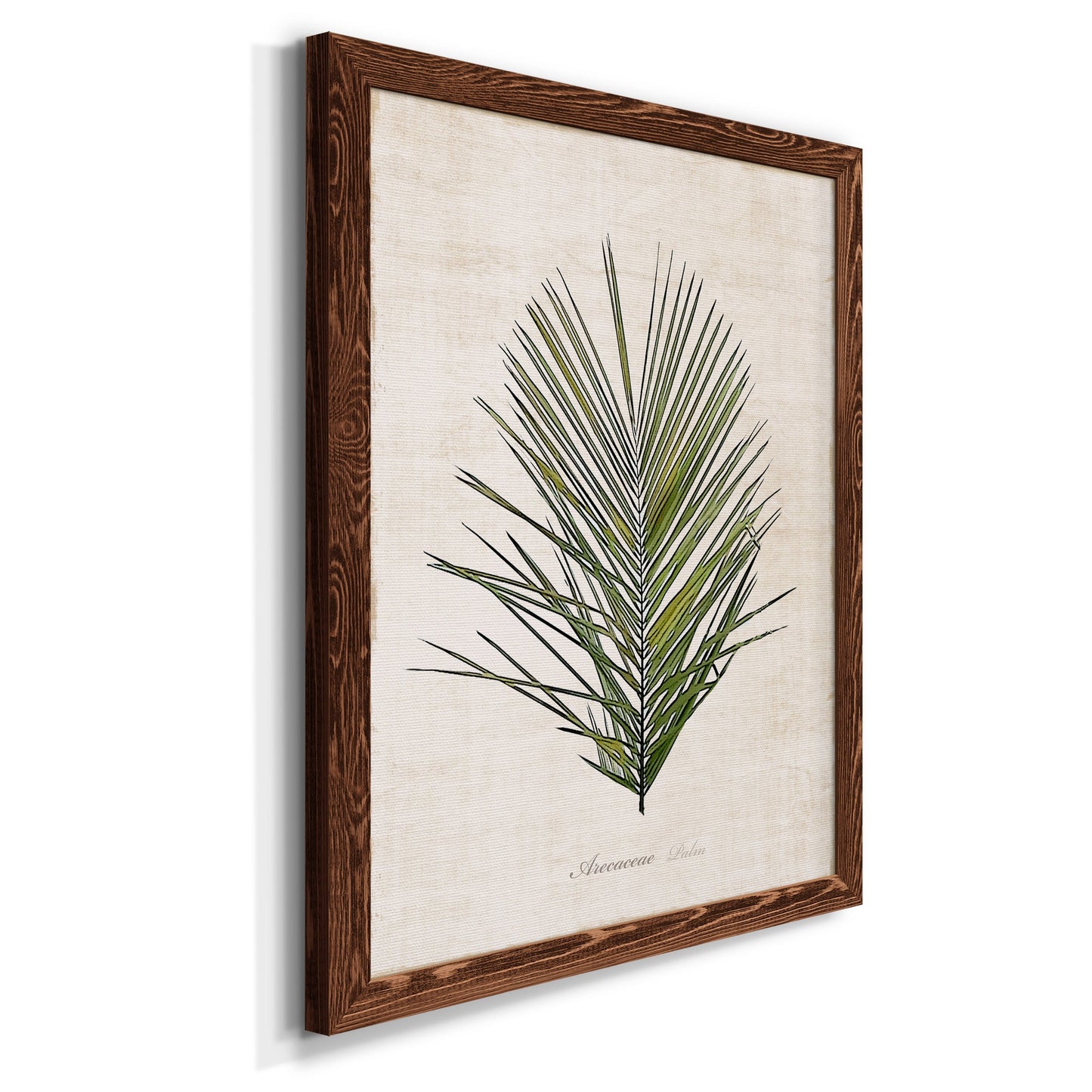 Palm Botanical I - Premium Canvas Framed in Barnwood - Ready to Hang