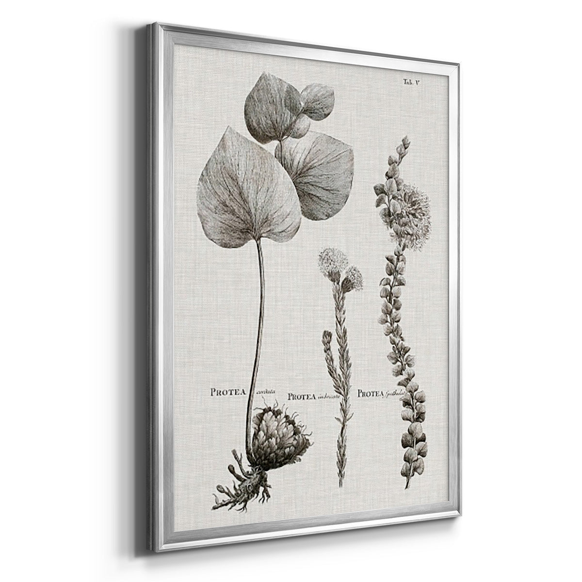 Black & White Protea on Linen II - Modern Framed Canvas Print