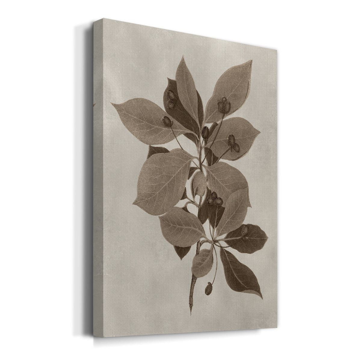 Arbor Specimen I Premium Gallery Wrapped Canvas - Ready to Hang