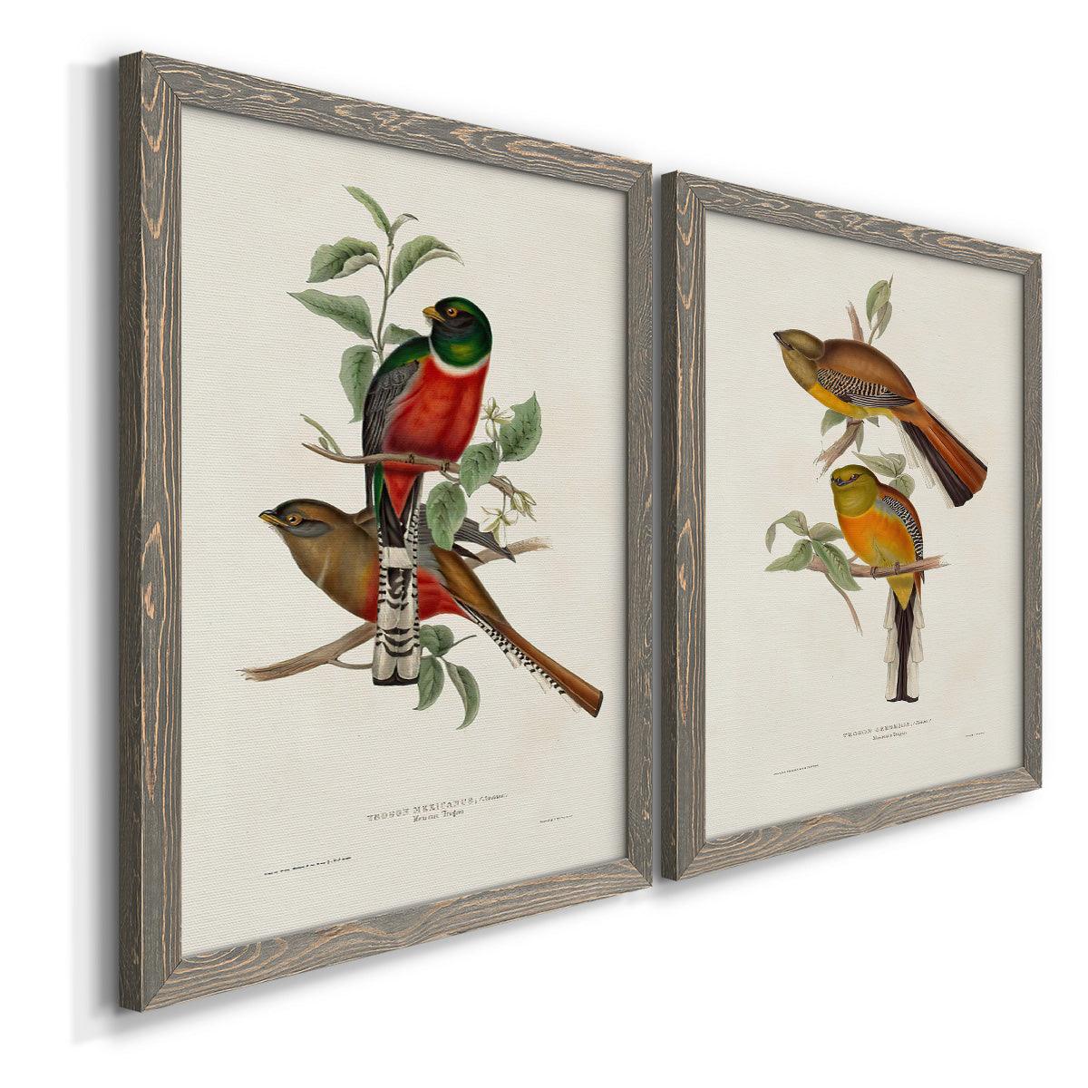 Elegant Trogons I - Premium Framed Canvas 2 Piece Set - Ready to Hang