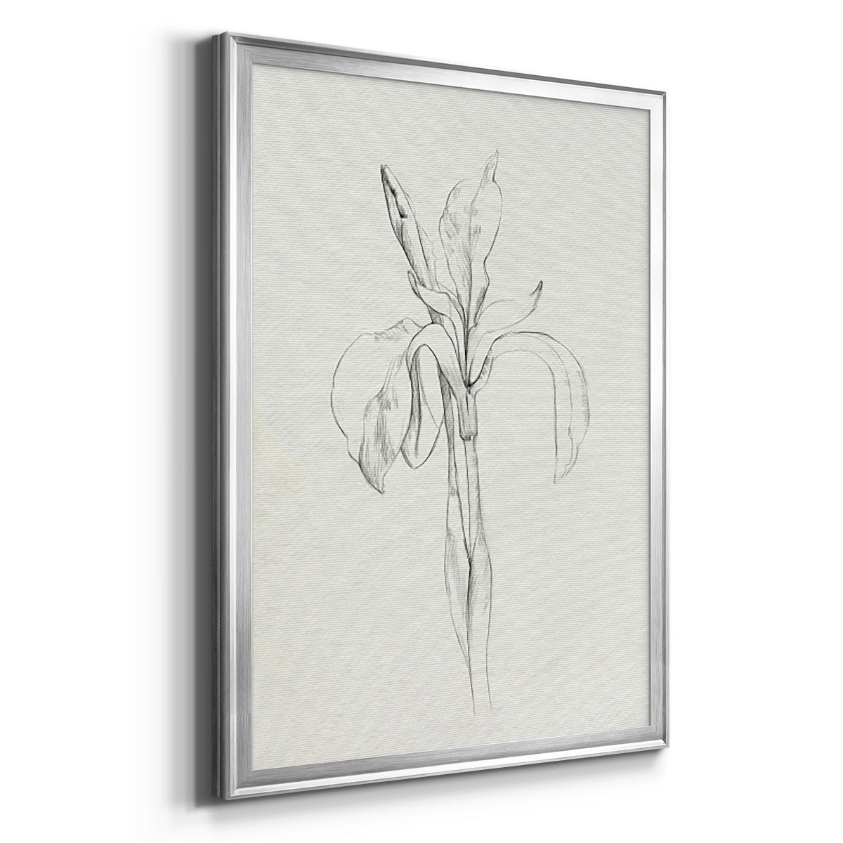 Neutral Iris Sketch II - Modern Framed Canvas Print