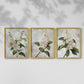 Floral Study Series LXXXVII - Restickable Framed Art Set