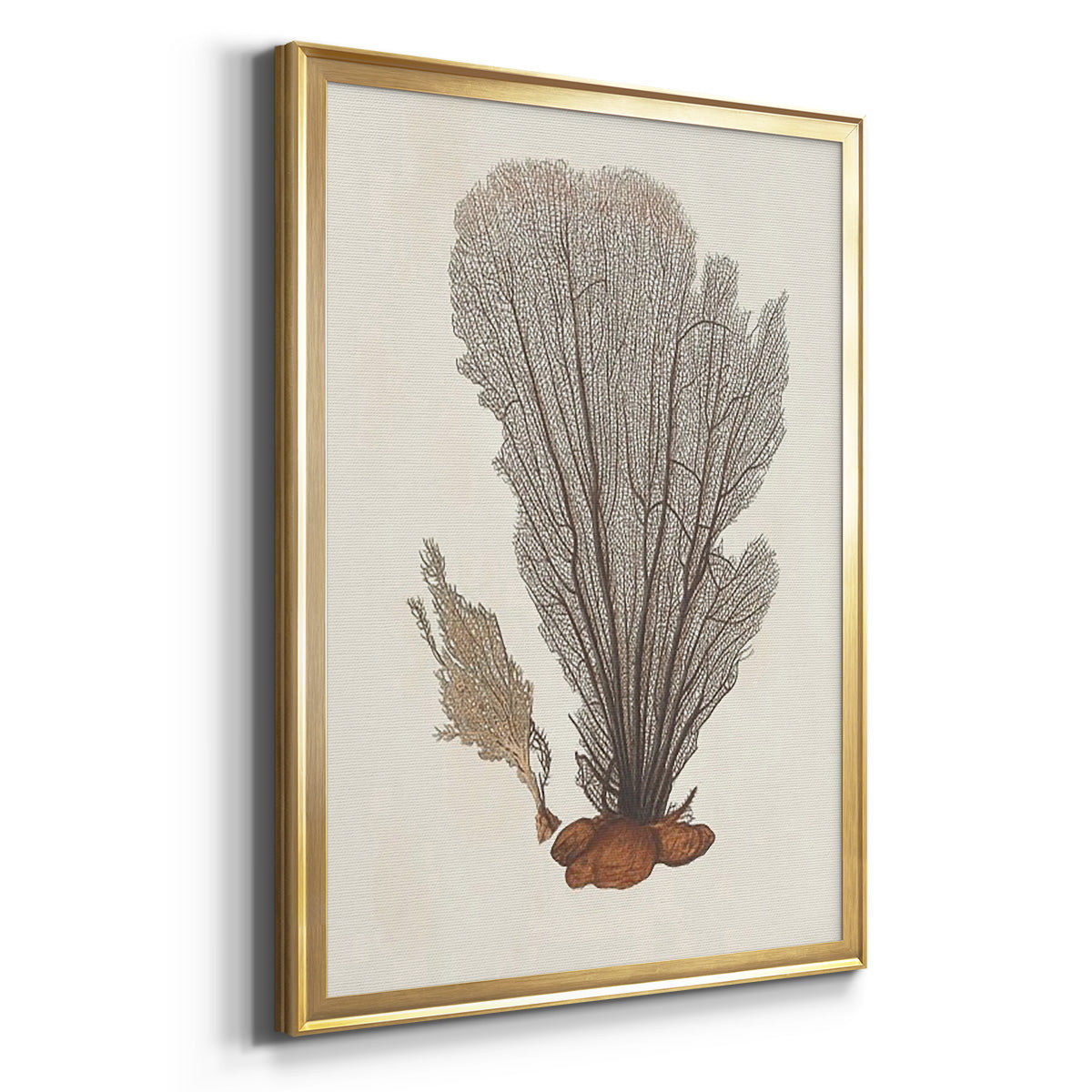 Knorr Shells & Coral III - Modern Framed Canvas Print