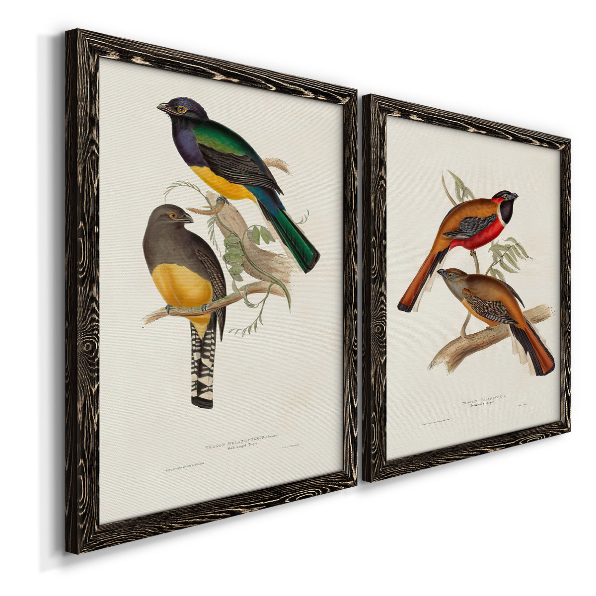 Elegant Trogons III - Premium Framed Canvas 2 Piece Set - Ready to Hang