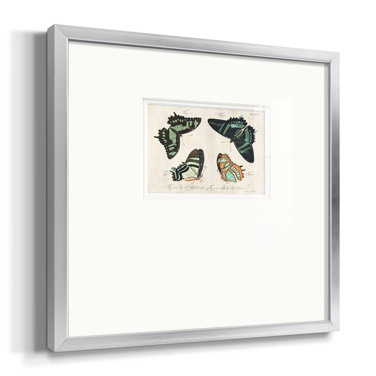 Crackled Butterflies III Premium Framed Print Double Matboard