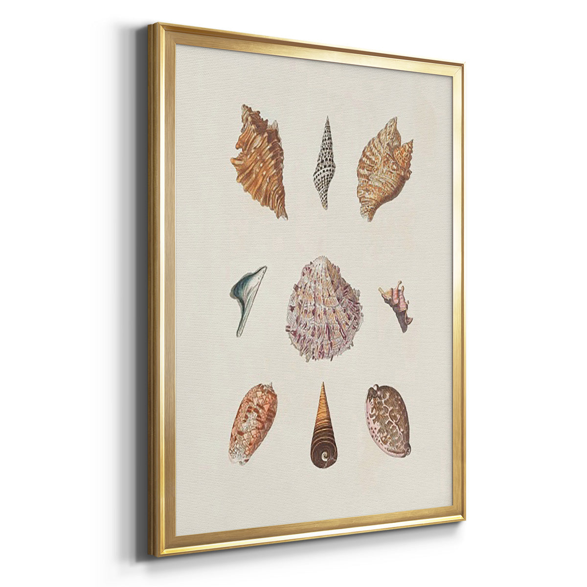 Knorr Shells & Coral VI - Modern Framed Canvas Print