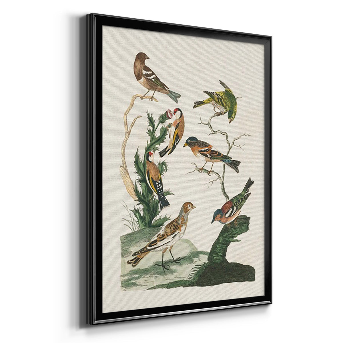 Antique Birds in Nature I - Modern Framed Canvas Print