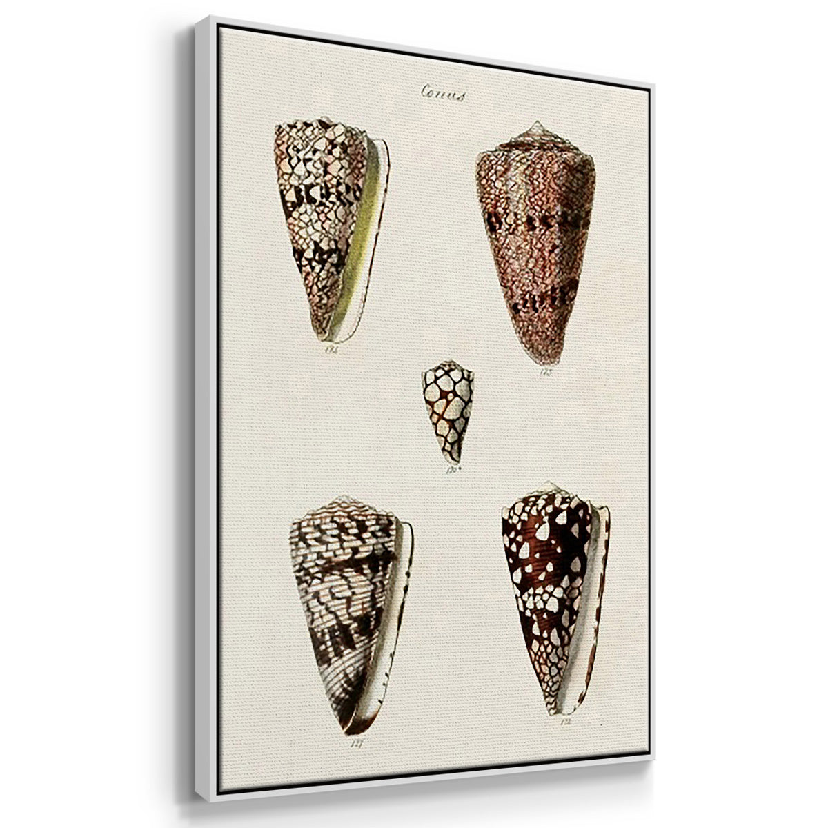 Cone Shell Collection I - Framed Premium Gallery Wrapped Canvas L Frame 3 Piece Set - Ready to Hang