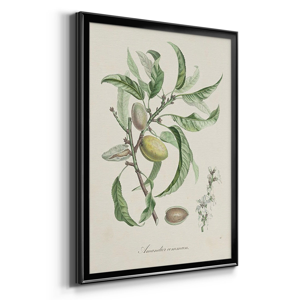 Antique Almond Botanical IV - Modern Framed Canvas Print