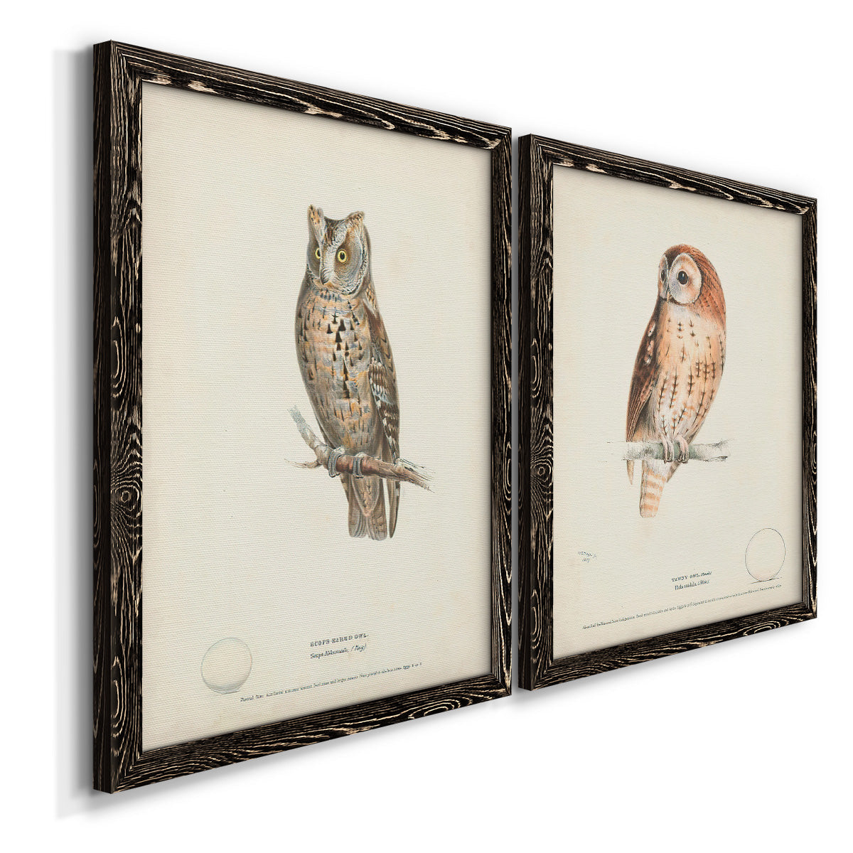 Scops- Eared Owl - Premium Framed Canvas 2 Piece Set - Ready to Hang