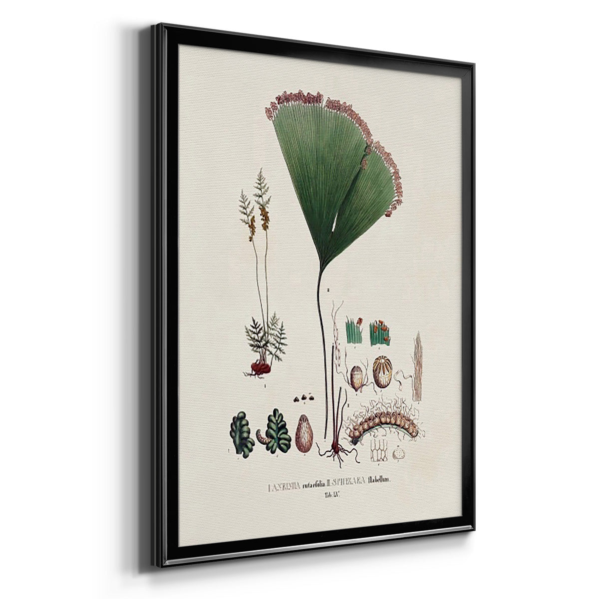 Botanical Society Ferns IX - Modern Framed Canvas Print