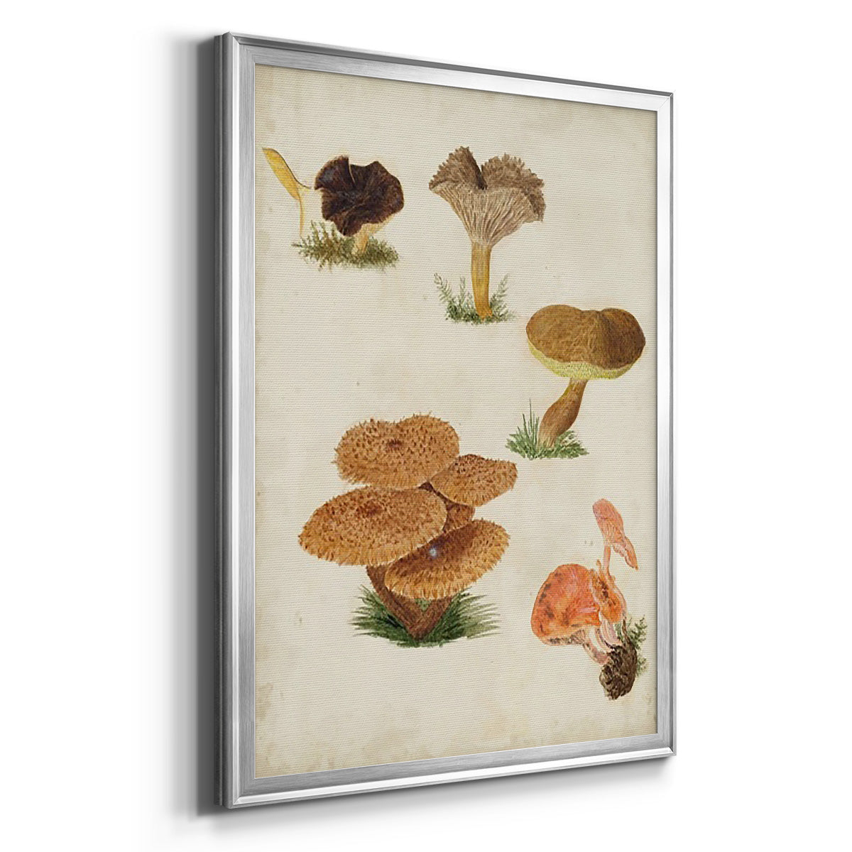 Mushroom Species V - Modern Framed Canvas Print