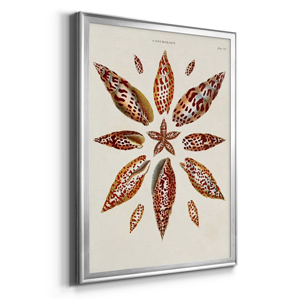Spiral Shell Formation I - Modern Framed Canvas Print