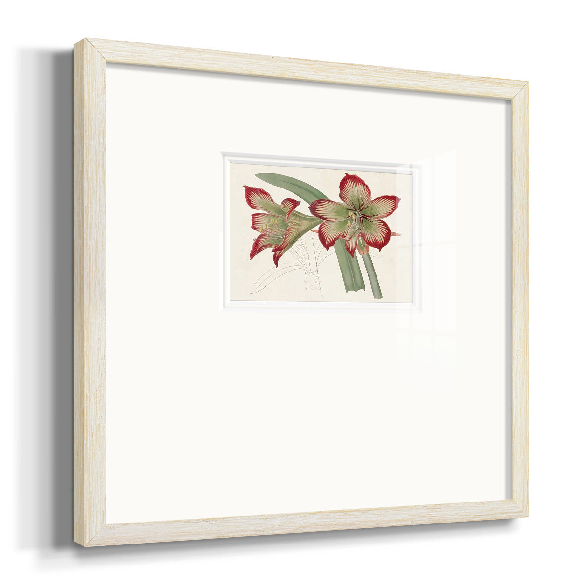 Amaryllis Varietals IV Premium Framed Print Double Matboard