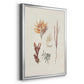 Knorr Shells & Coral VII - Modern Framed Canvas Print