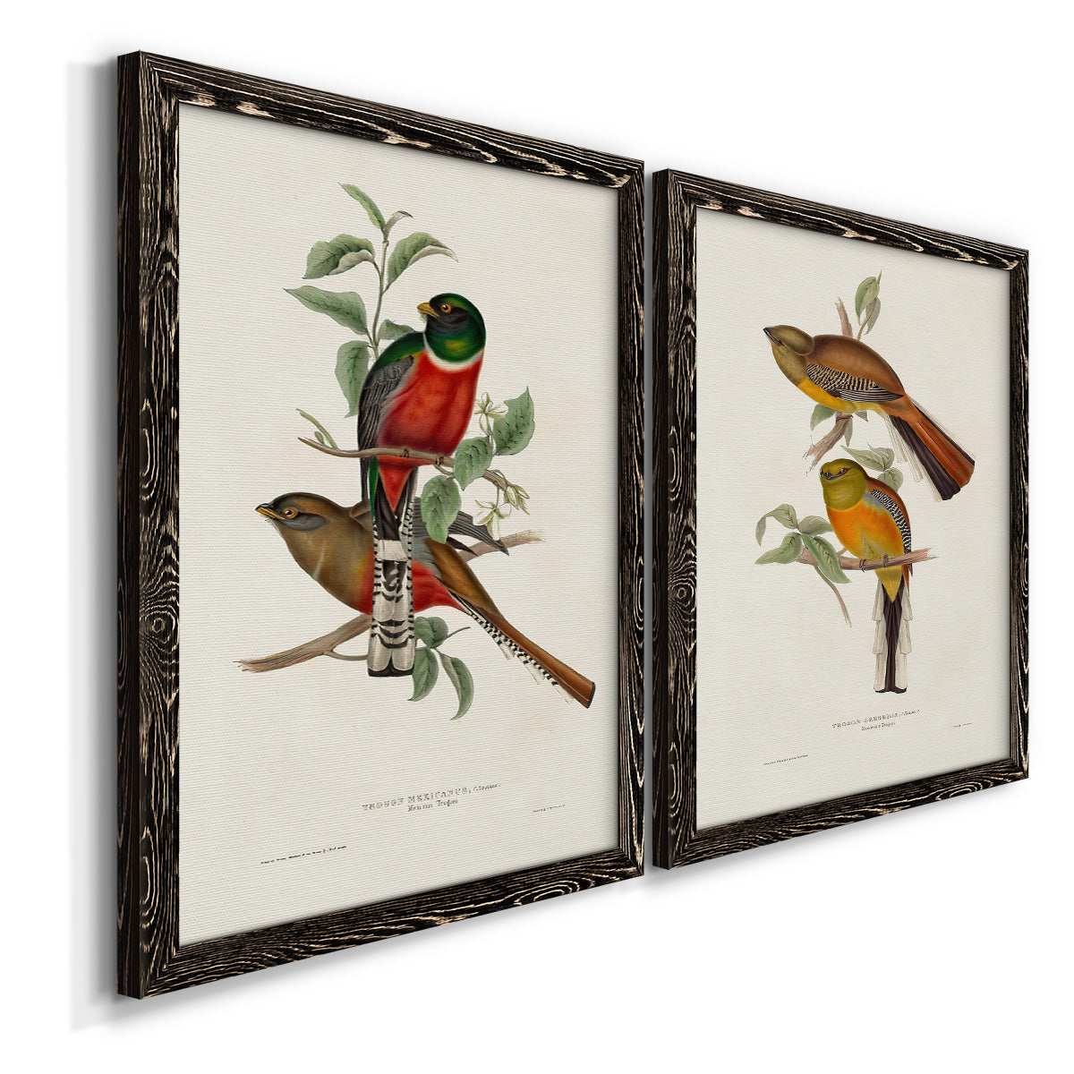 Elegant Trogons I - Premium Framed Canvas 2 Piece Set - Ready to Hang