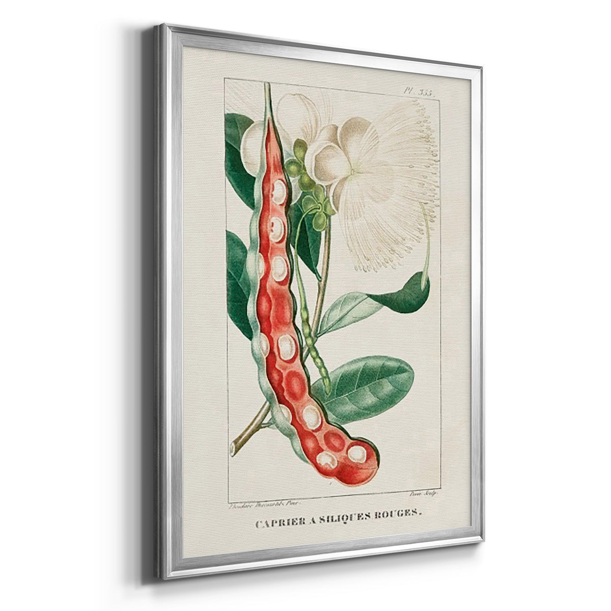 Turpin Tropical Botanicals VIII - Modern Framed Canvas Print