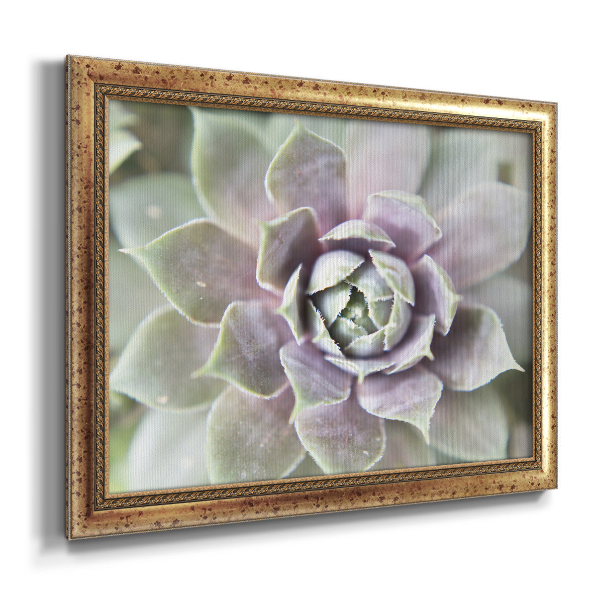 Succulent Glow II - Ornate Framed Canvas Print