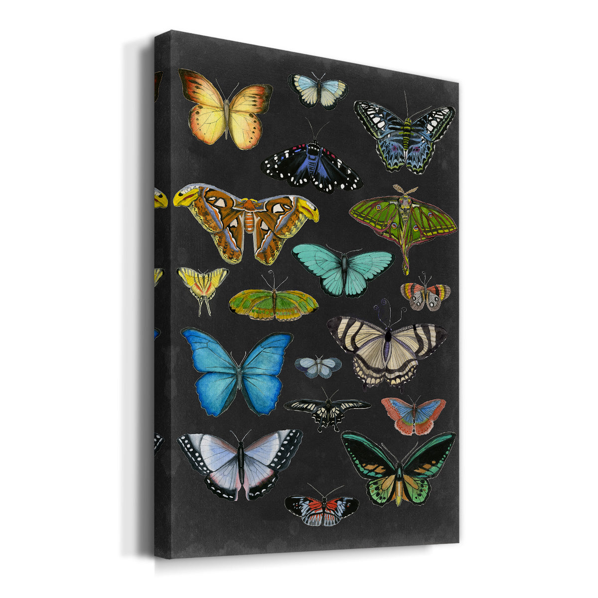 Graphic Butterfly Taxonomy I Premium Gallery Wrapped Canvas - Ready to Hang