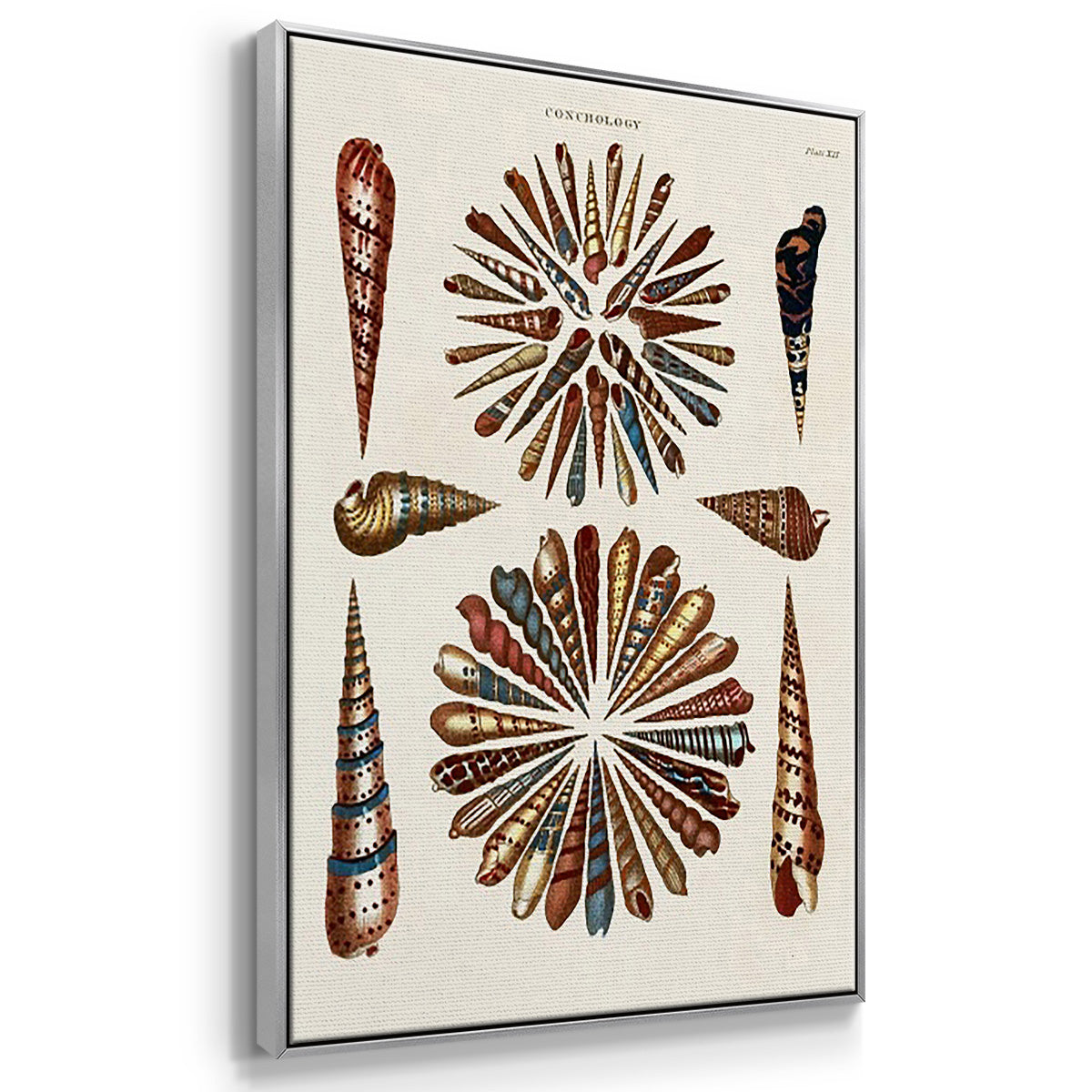 Spiral Shell Formation I - Framed Premium Gallery Wrapped Canvas L Frame 3 Piece Set - Ready to Hang