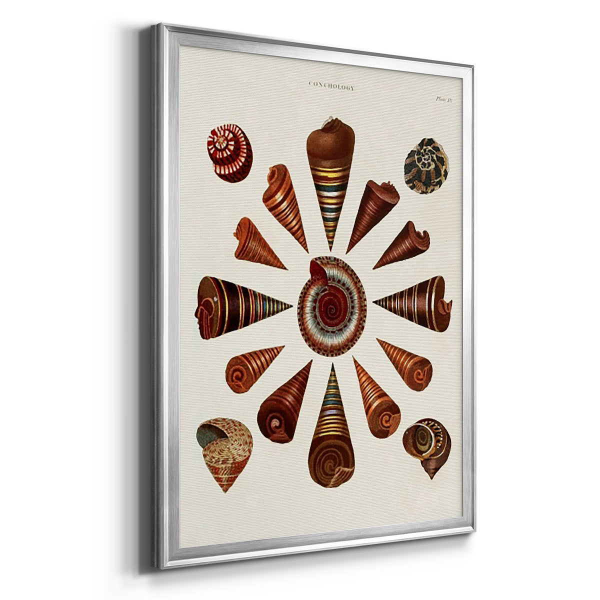 Spiral Shell Formation IV - Modern Framed Canvas Print