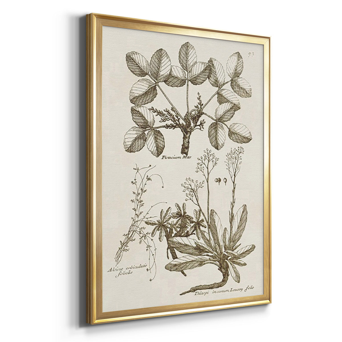 Sepia Botanical Journal VI - Modern Framed Canvas Print