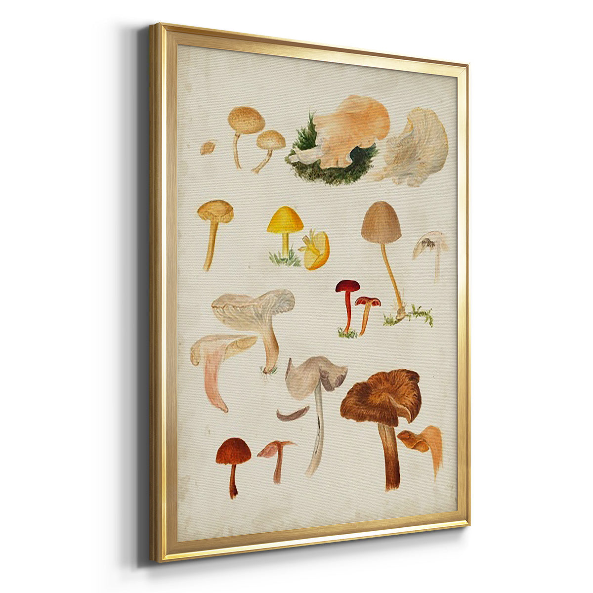 Mushroom Species XII - Modern Framed Canvas Print