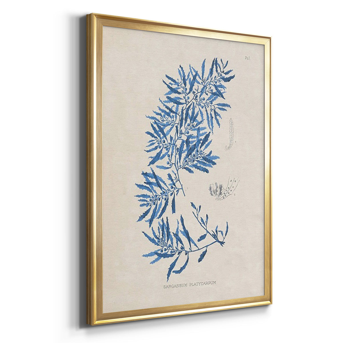 Blue Marine Algae III - Modern Framed Canvas Print