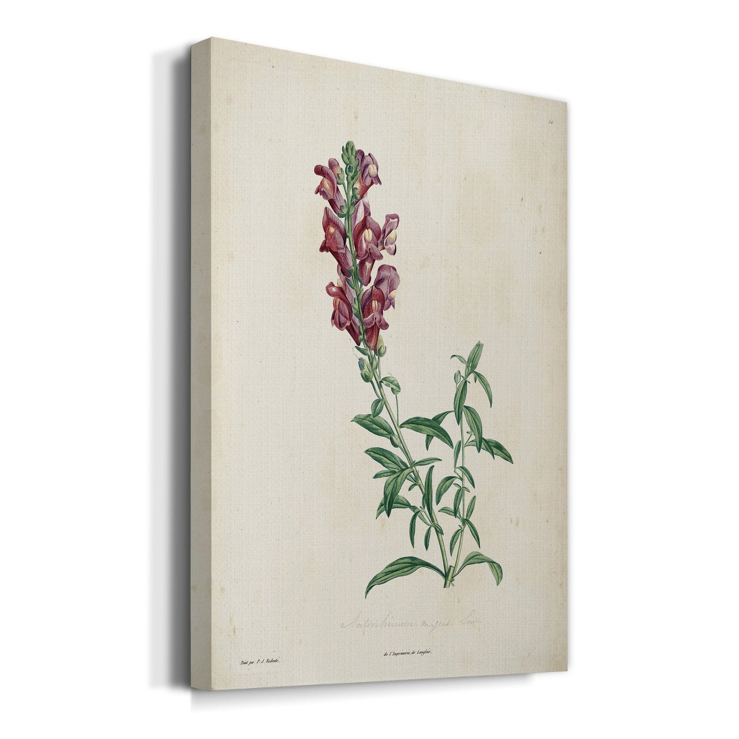 Traditional Botanical I Premium Gallery Wrapped Canvas - Ready to Hang