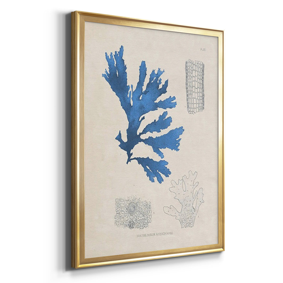 Blue Marine Algae VIII - Modern Framed Canvas Print