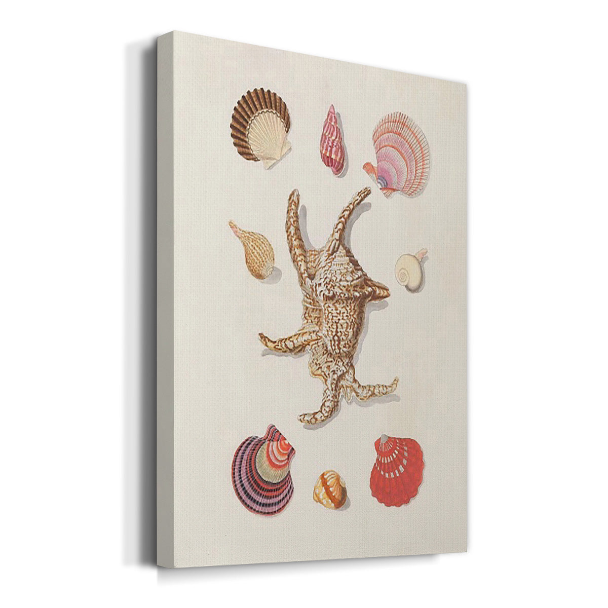 Knorr Shells & Coral II Premium Gallery Wrapped Canvas - Ready to Hang