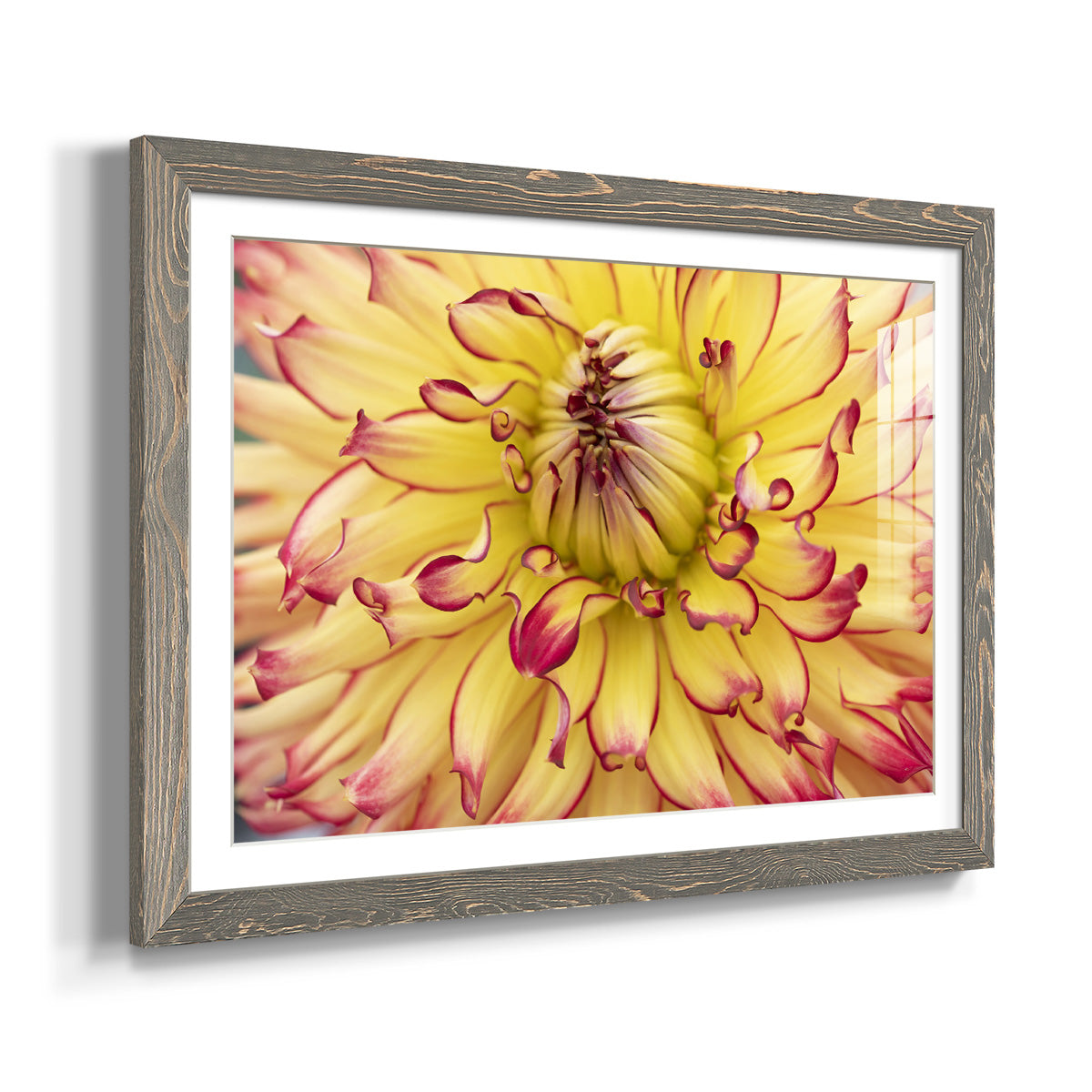 Blooms II - Barnwood Framed Art Print