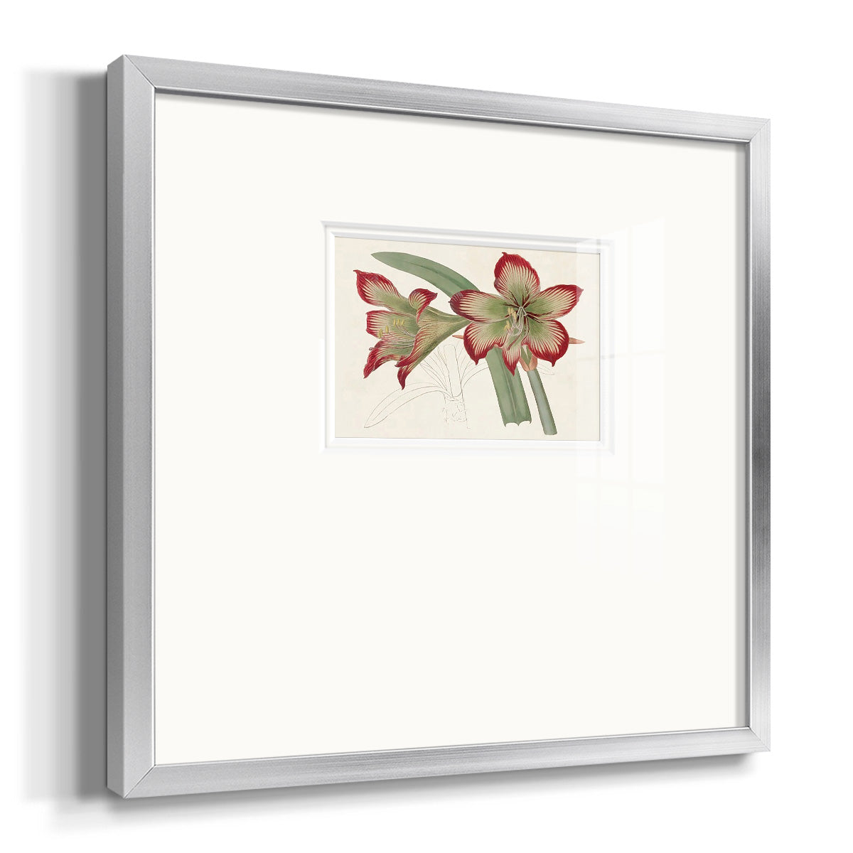 Amaryllis Varietals IV Premium Framed Print Double Matboard