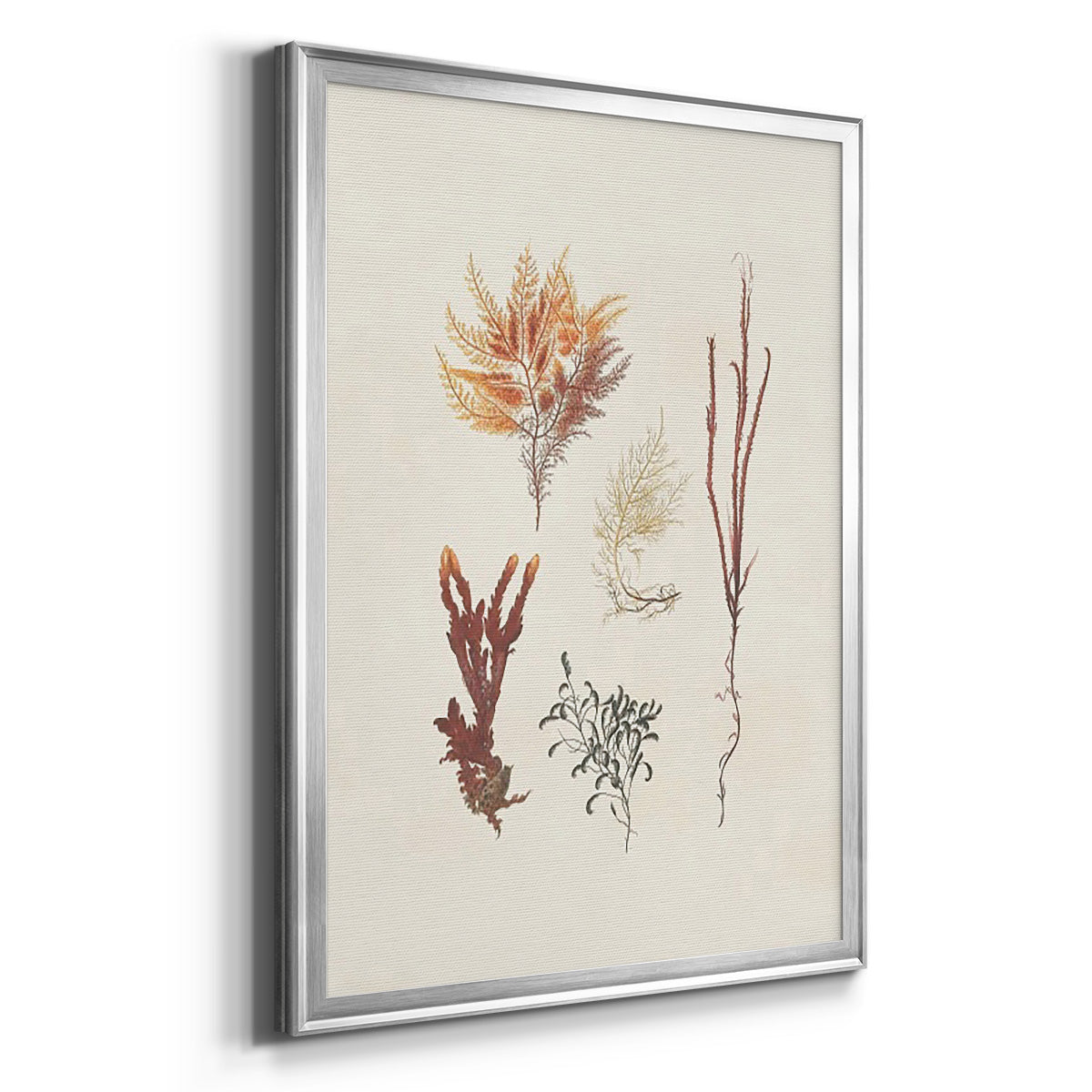 Knorr Shells & Coral VII - Modern Framed Canvas Print