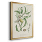 Antique Almond Botanical IV - Modern Framed Canvas Print