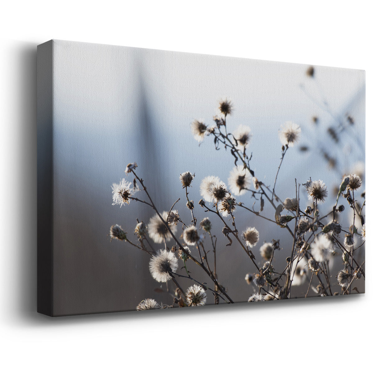 Spring Fluff - Canvas Art Print