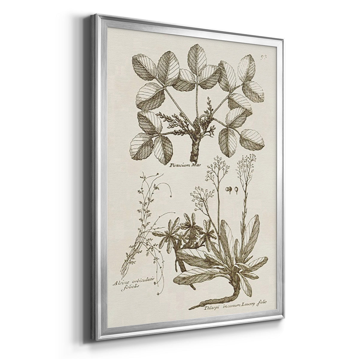 Sepia Botanical Journal VI - Modern Framed Canvas Print