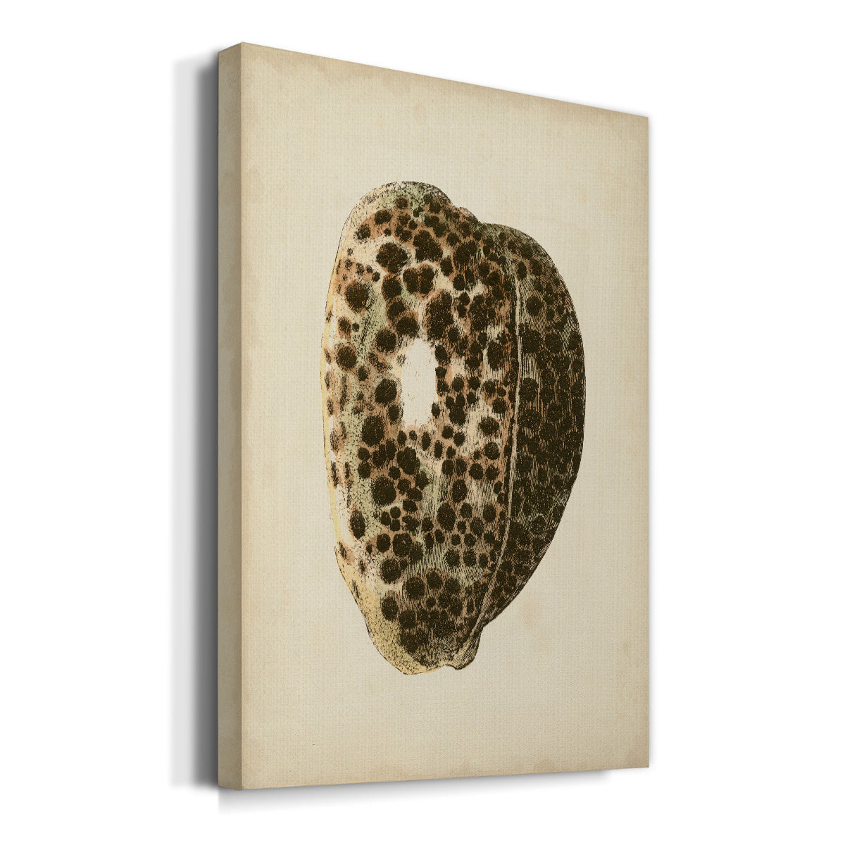 Sealife Collection III Premium Gallery Wrapped Canvas - Ready to Hang