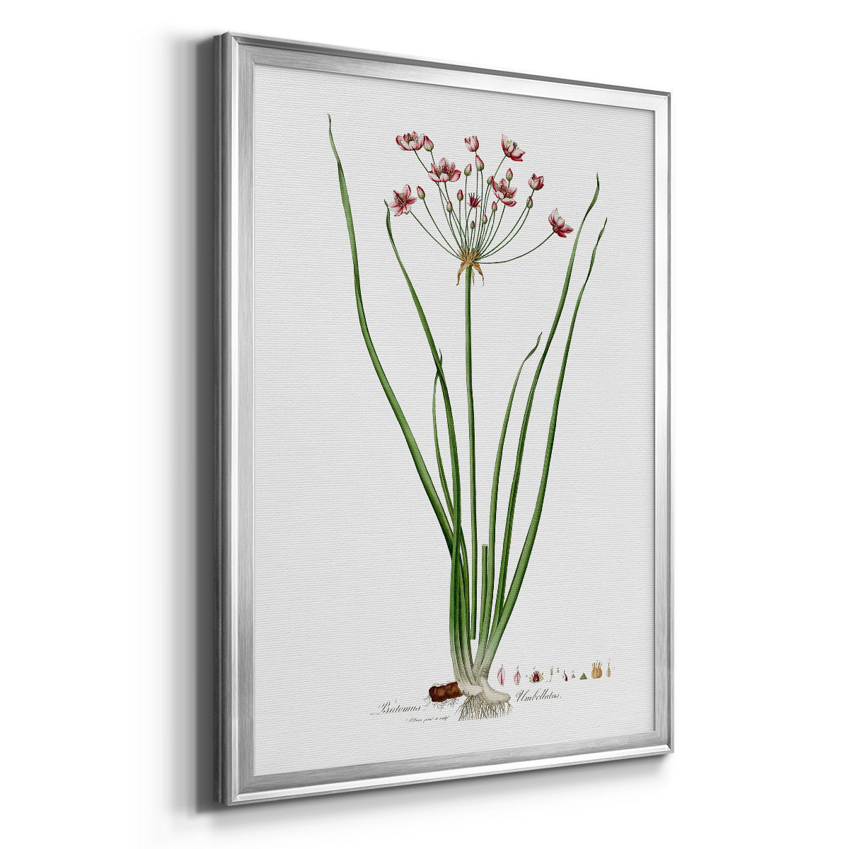 Rose Botanical II - Modern Framed Canvas Print