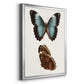 Antique Blue Butterflies IV - Modern Framed Canvas Print