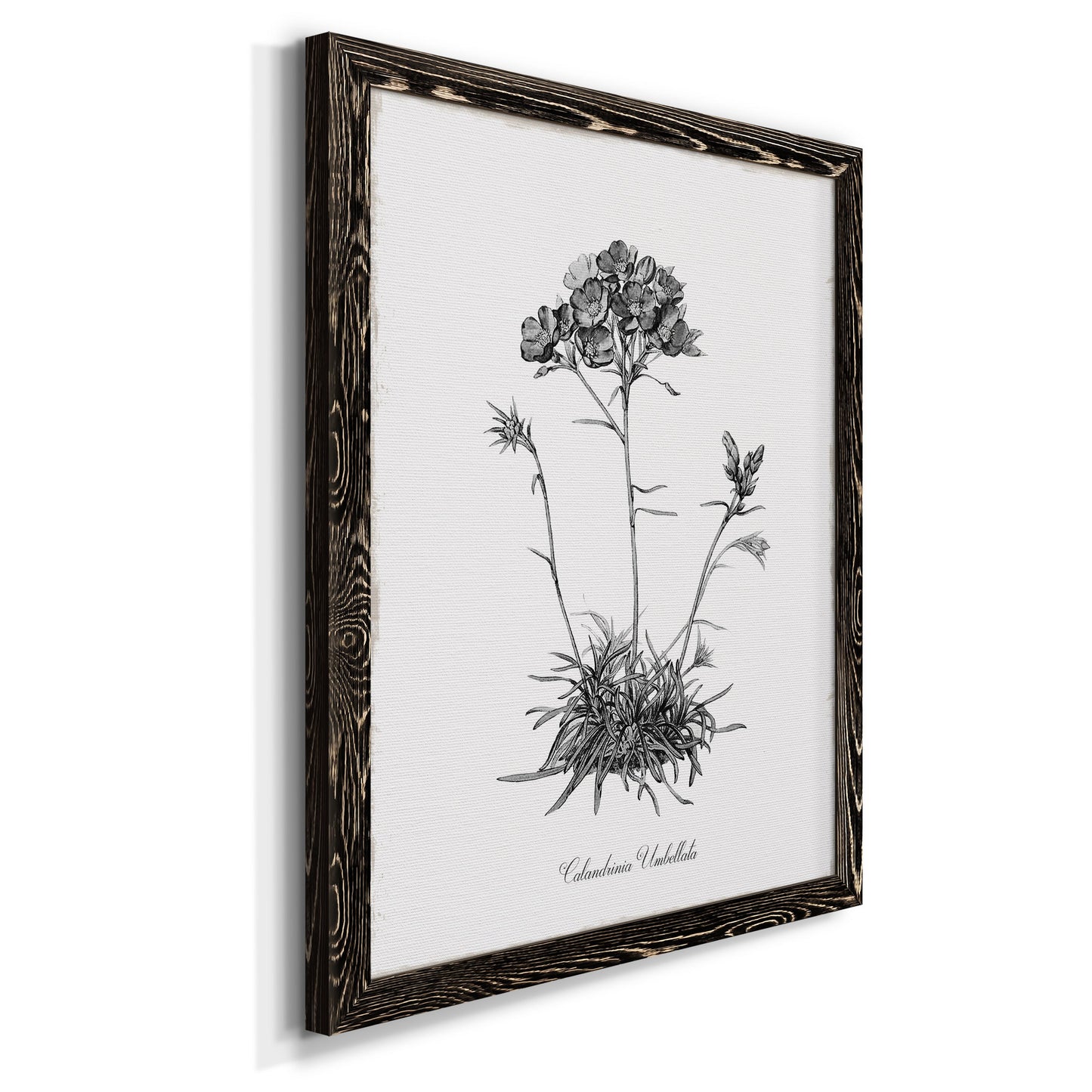 Simply Caladrinia - Premium Canvas Framed in Barnwood - Ready to Hang