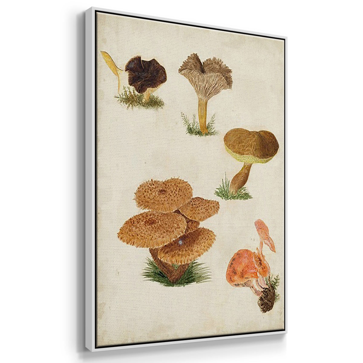 Mushroom Species IV - Framed Premium Gallery Wrapped Canvas L Frame 3 Piece Set - Ready to Hang