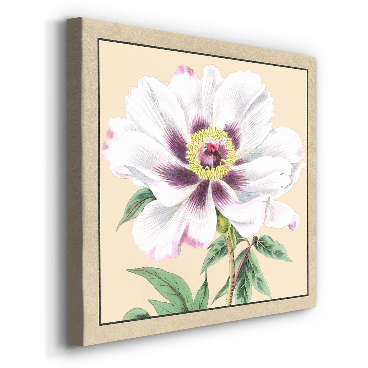 Peony Collection VI - Canvas Art Print