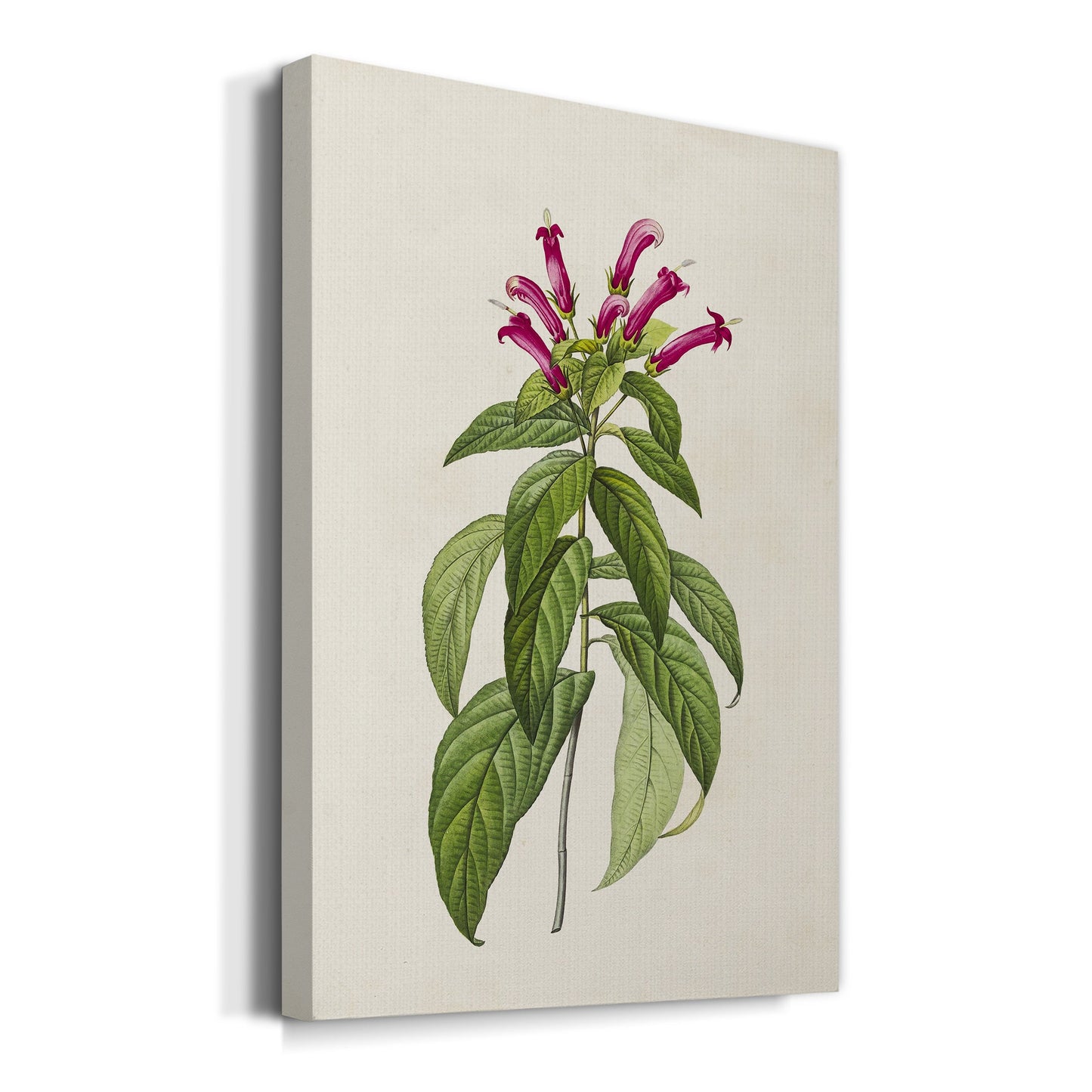 Pretty Pink Botanicals VIII Premium Gallery Wrapped Canvas - Ready to Hang