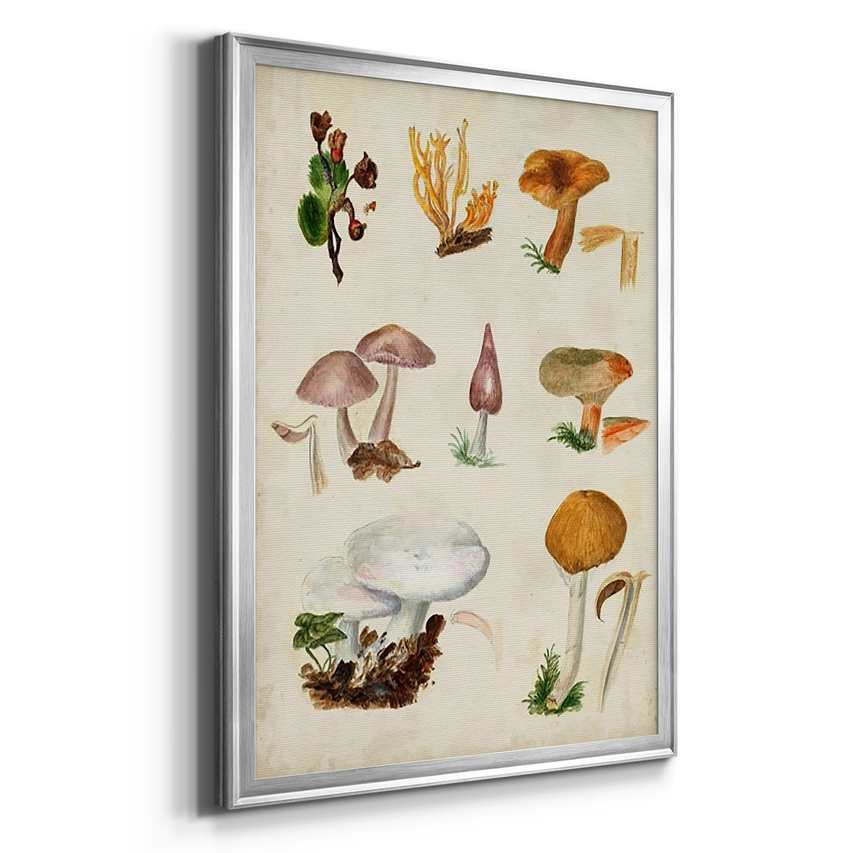 Mushroom Species VI - Modern Framed Canvas Print