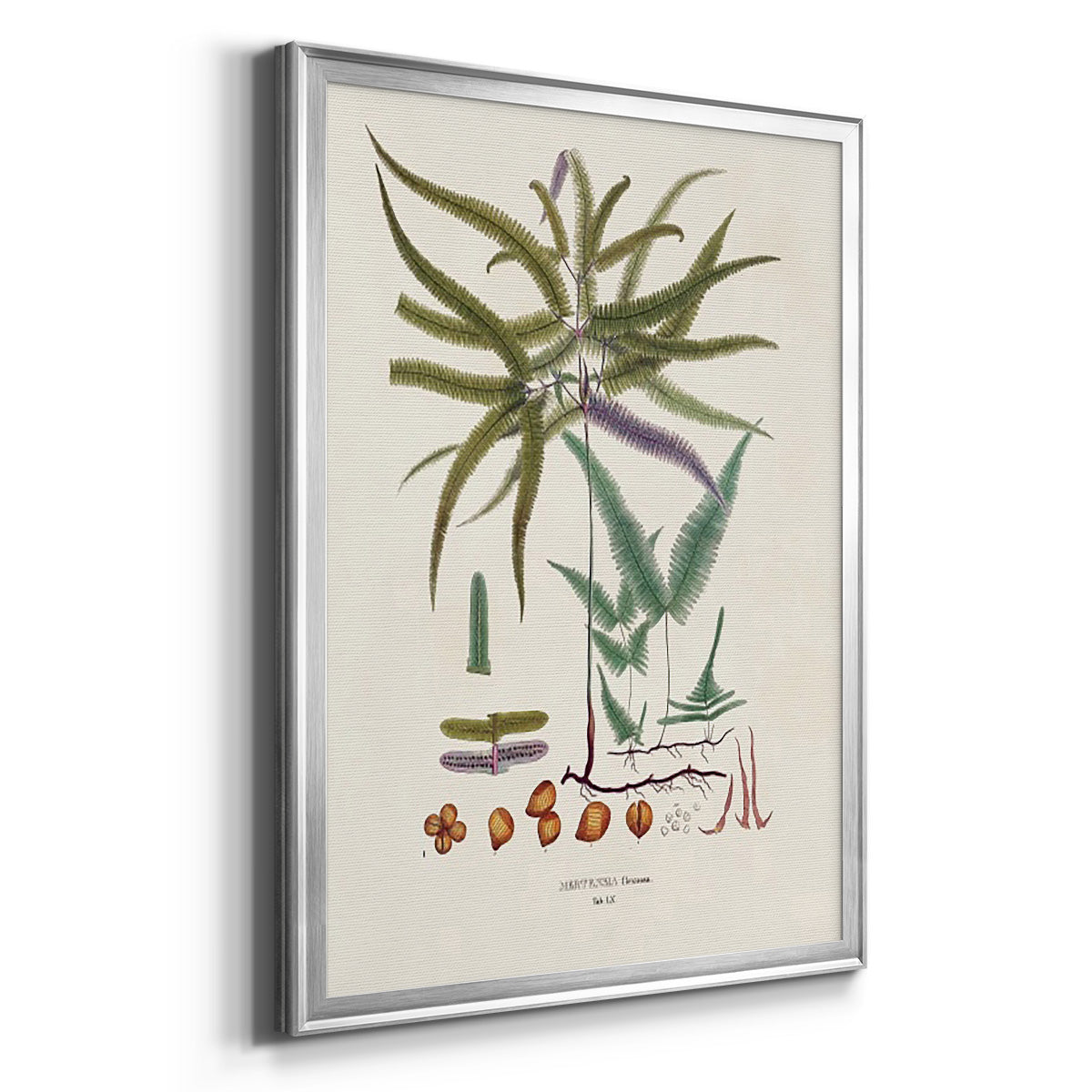 Botanical Society Ferns VIII - Modern Framed Canvas Print