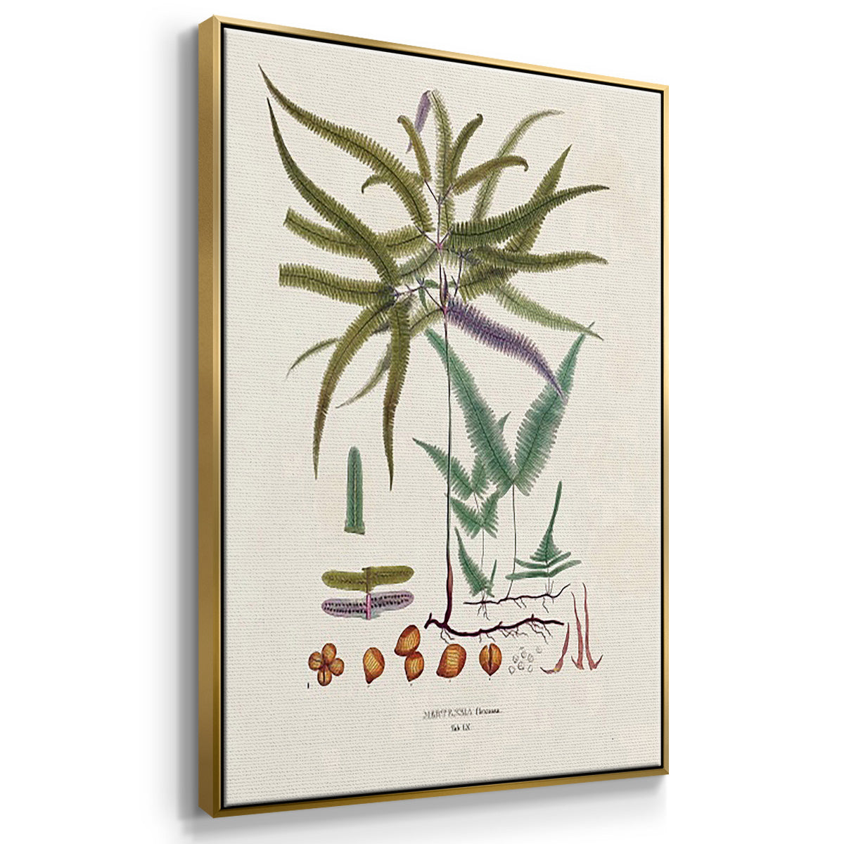 Botanical Society Ferns VI - Framed Premium Gallery Wrapped Canvas L Frame 3 Piece Set - Ready to Hang