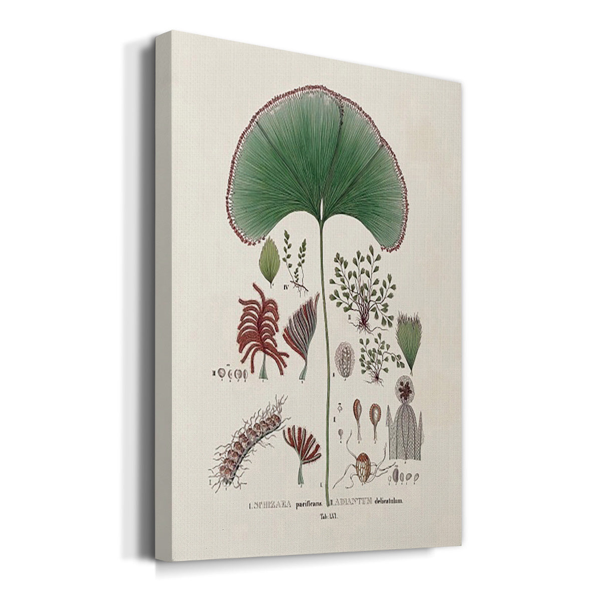 Botanical Society Ferns III - Canvas Art Print
